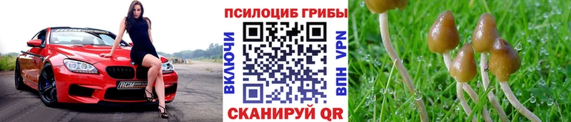 Псилоцибиновые грибы Cubensis  купить закладку  Волгодонск 