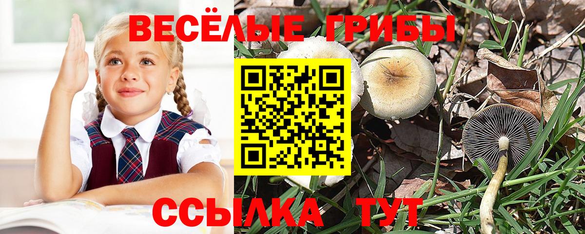 Галлюциногенные грибы GOLDEN TEACHER Волгодонск